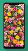 Rose Wallpaper, Floral, Flower Background HD capture d'écran 2
