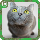 Best Real Cat Sounds & Ringtones 2018 APK