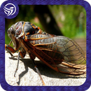 Kumpulan Suara Tonggeret Hutan Merdu Mp3 APK