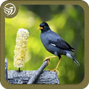 Kicauan 101 Jenis Burung Jalak Pikat APK