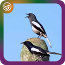 Pikat Burung Kacer Full Isian MP3 Betina APK