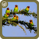 1001 Pikat Kicau Burung Campuran Lengkap aplikacja