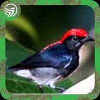 Suara Kicau Burung Cabe Mp3 poster