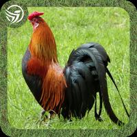 999 Suara pikat Ayam Hutan Mp3 Berburu الملصق