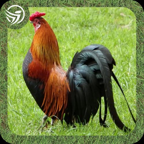 Download 999 Suara Pikat Ayam Hutan Mp3 Berburu Latest 1 0 Android Apk