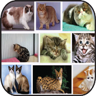 Informasi Jenis Kucing آئیکن