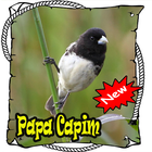 Cantos Da Papa Capim Barasilio Amazone Mp3 icône