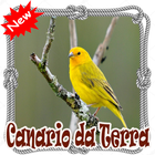 Cantos Canario da Terra Mp3 आइकन