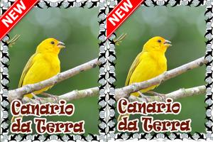 Cantos Canario da Terra Mp3 تصوير الشاشة 1