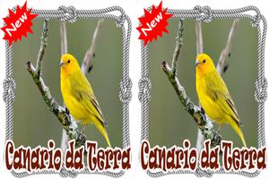 Cantos Canario da Terra Mp3 截图 3