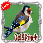 Cantos  Da Canario Goldfinch Mp3 icône