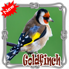 Cantos  Da Canario Goldfinch Mp3 иконка