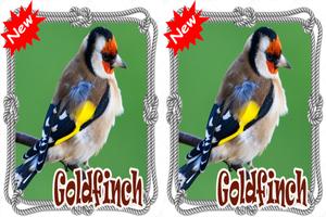 Cantos  Da Canario Goldfinch Mp3 스크린샷 3