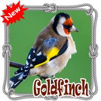 Cantos  Da Canario Goldfinch Mp3 Affiche