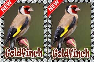 Cantos  Da Canario Goldfinch Mp3 скриншот 1