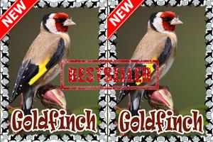 Cantos  Da Canario Goldfinch Mp3 스크린샷 2