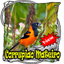 APK Canto de Corrupiao Mateiro Brasilios Mp3