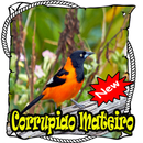 Canto de Corrupiao Mateiro Brasilios Mp3 APK