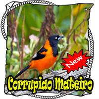 Canto de Corrupiao Mateiro Brasilios Mp3 poster