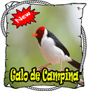 Cantos Galo da Campina Mp3 APK