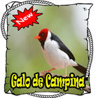 Cantos Galo da Campina Mp3 icône