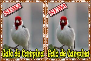 Cantos Galo da Campina Mp3 पोस्टर