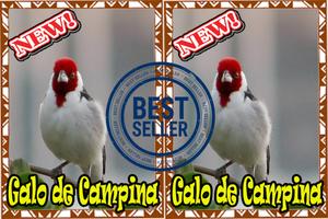 1 Schermata Cantos Galo da Campina Mp3