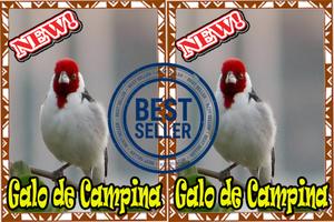 Cantos Galo da Campina Mp3 اسکرین شاٹ 1
