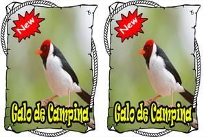 Cantos Galo da Campina Mp3 স্ক্রিনশট 2