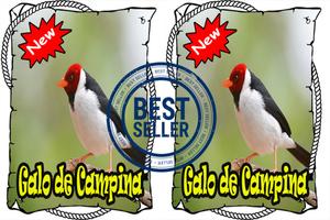 Cantos Galo da Campina Mp3 স্ক্রিনশট 3