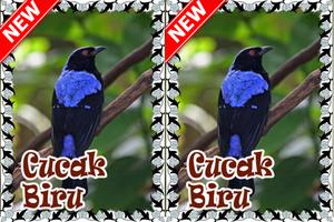 Kicau Master Cucak Biru Terbaik تصوير الشاشة 1