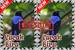 Kicau Master Cucak Biru Terbaik imagem de tela 2