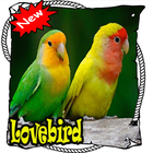 Master Lovebird Lutino Terbaik  dan Terbaru Mp3 simgesi