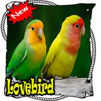 Master Lovebird Lutino Terbaik  dan Terbaru Mp3 Cartaz
