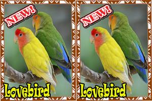 Master Lovebird Lutino Terbaik  dan Terbaru Mp3 Ekran Görüntüsü 1