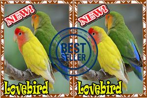 Master Lovebird Lutino Terbaik  dan Terbaru Mp3 Ekran Görüntüsü 2