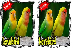 Master Lovebird Lutino Terbaik  dan Terbaru Mp3 截圖 3