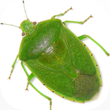 Stink Bug Decision Aid