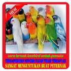 100% Yakin Cara Ternak Lovebird Cepat Jadi lengkap আইকন