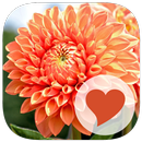 660 Photos APK