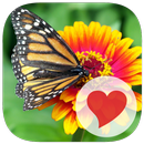 630 Photos APK