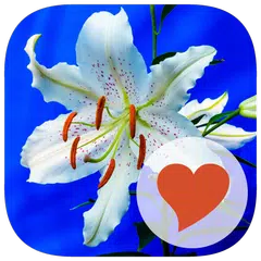 650 Words APK 下載