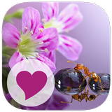 126 PWS Puzzles biểu tượng