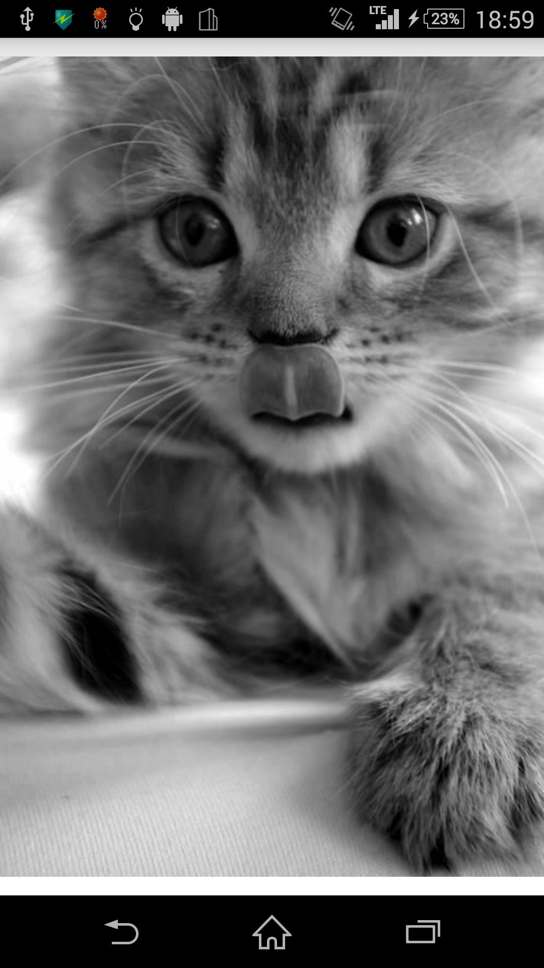 可愛いおもしろい猫写真集 For Android Apk Download