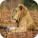 Wild Animal Sounds: For Kids APK