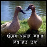হাঁসের খামার শুরু করার তথ্য icono