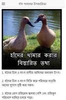 Poster হাঁসের খামার শুরু করার তথ্য