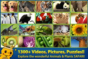 ABC SAFARI - VIDEOS & PICTURES poster