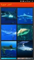 1 Schermata تحدي لعبة الحوت الازرق
