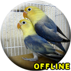 Suara Burung Lovebird Kawin MP ícone